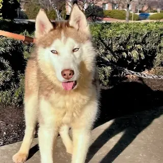 Balto