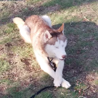Balto