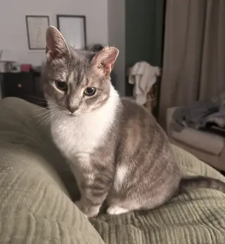Jeannie