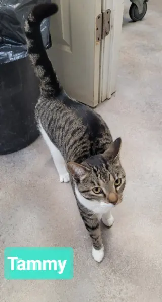 Tammy