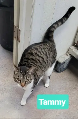 Tammy