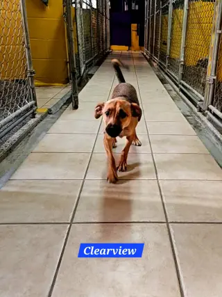 Clearview