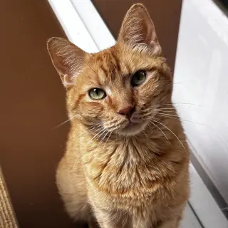 Max