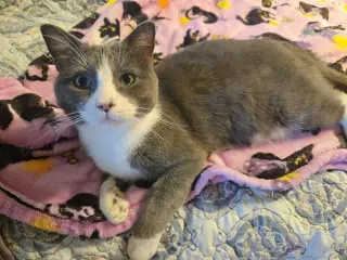 Steve