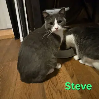 Steve