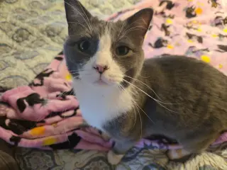 Steve