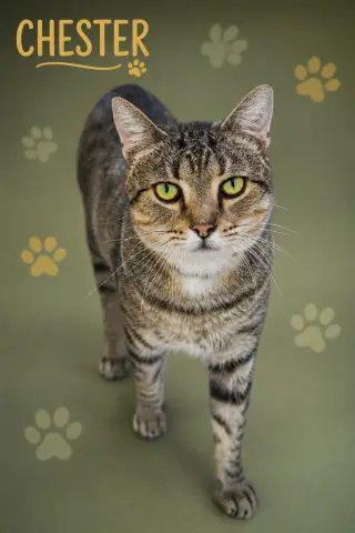 Chester (FCID# 03/05/2026 - 17 Trainer) C