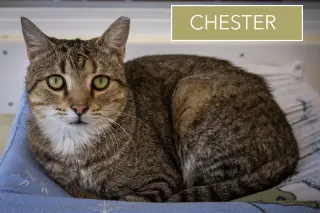 Chester (FCID# 03/05/2026 - 17 Trainer) C