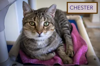 Chester (FCID# 03/05/2026 - 17 Trainer) C