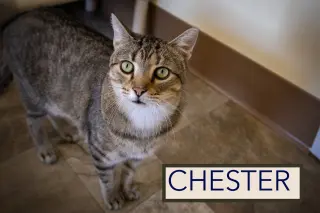 Chester (FCID# 03/05/2026 - 17 Trainer) C