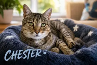 Chester (FCID# 03/05/2026 - 17 Trainer) C