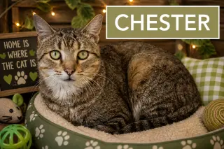 Chester (FCID# 03/05/2026 - 17 Trainer) C