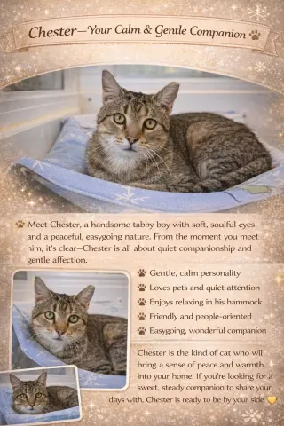 Chester (FCID# 03/05/2026 - 17 Trainer) C