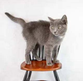Gina
