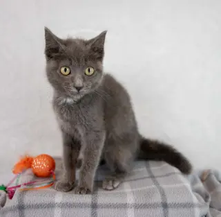 Gina