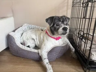 Spotty