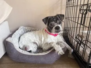 Spotty
