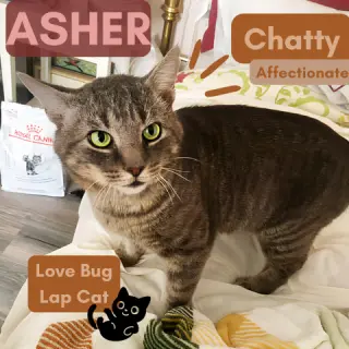 Asher