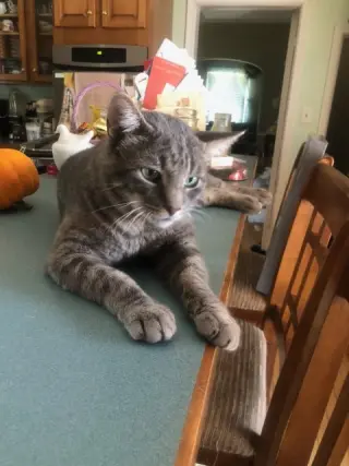 Asher