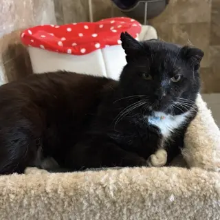 Jackson
