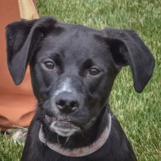 Libby