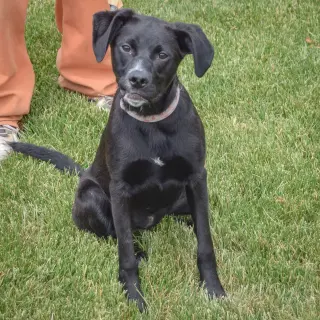 Libby