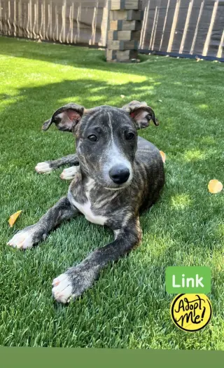 Link