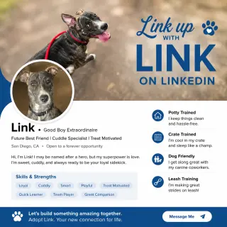 Link