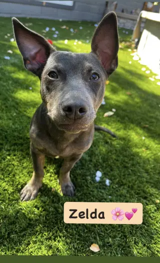 Zelda