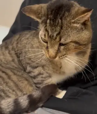 LARRY - Just Wants to be LOVED!