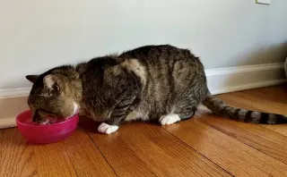 LARRY - Just Wants to be LOVED!