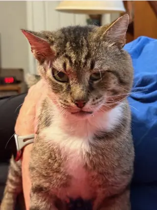LARRY - Just Wants to be LOVED!