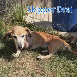 Skipper Drei