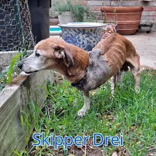 Skipper Drei