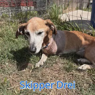 Skipper Drei