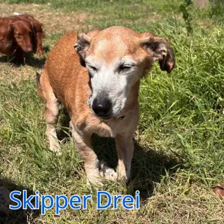 Skipper Drei