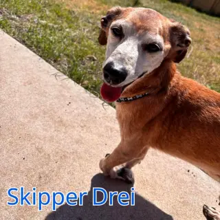 Skipper Drei