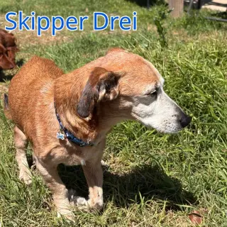 Skipper Drei