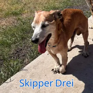 Skipper Drei