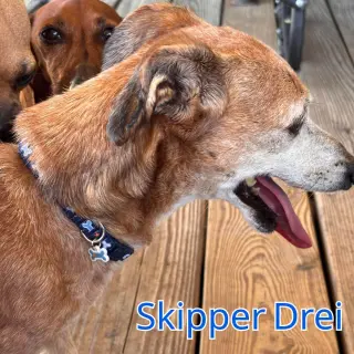 Skipper Drei