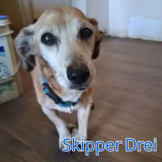 Skipper Drei