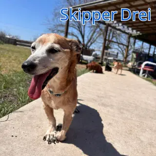 Skipper Drei