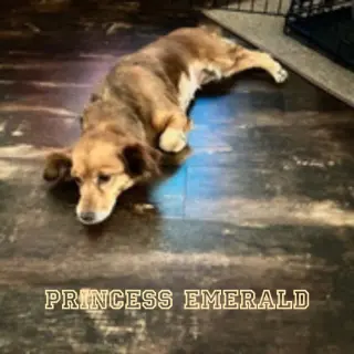 Princess Emerald