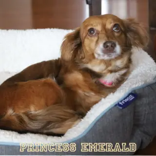 Princess Emerald