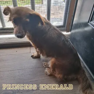 Princess Emerald