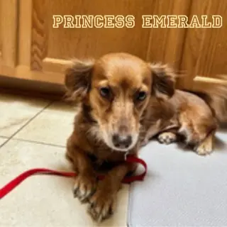 Princess Emerald