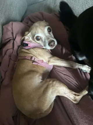 Penny