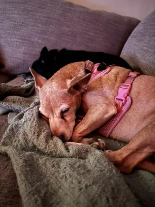Penny