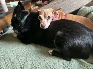 Penny