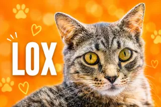 Lox (FCID# 03/02/2026 - 76 Christiana foster) C